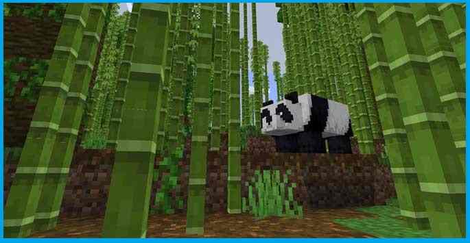 Bambuswald und Pandas
